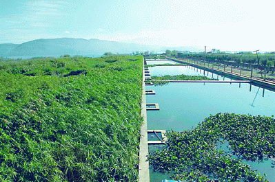变废为宝，生态滤净｜长兴恒泰玻璃轻石，人工湿地建设的新型绿色基质